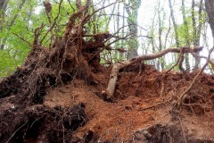 2020-04-11_nature-morte-2
