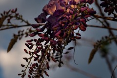 Alain-C-Nature-morte-06