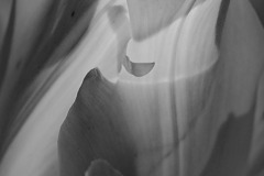 Claude-G-voile-floral