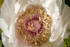 DSCF5471