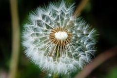 DSCF5716