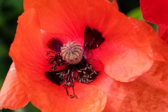 DSCF5734