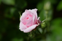 picod_4-mai_2