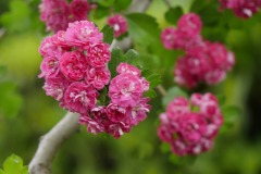 picod_4-mai_3