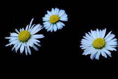 picod_4-mai_3a