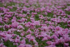 picod_4-mai_4