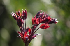 picod_4-mai_5