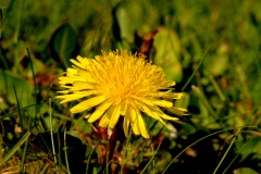 picod_4-mai_7