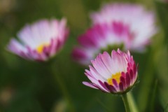IMG_9581-4