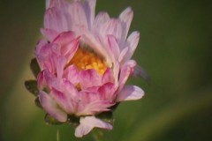 IMG_9586-3