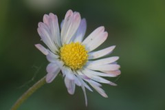 IMG_9590-3