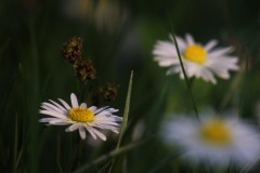 IMG_9593