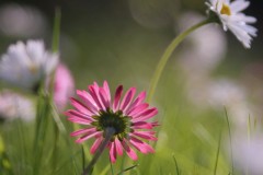 IMG_9828-3