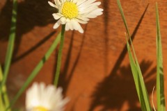 IMG_9878-4