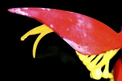 G81.JPG – Version 3