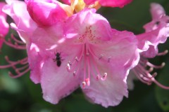 IMG_0071