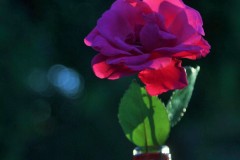 IMG_0552-2