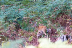 Alain-C-Rambouillet-0494