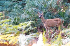 Alain-C-Rambouillet-0531