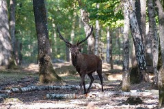 Alain-C-Rambouillet-0636