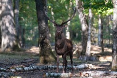 Alain-C-Rambouillet-0637