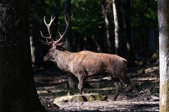 Alain-C-Rambouillet-0650