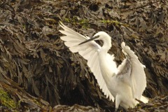 01-Aigrette