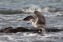 02-Goeland-marin
