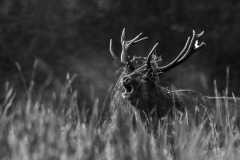 25092020-_RCM5134