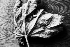 20140723_P7209591