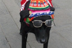 05_Theme_Masques_Chien