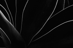 ClaudeG-lignes-6