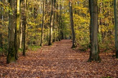 Chemin forestier