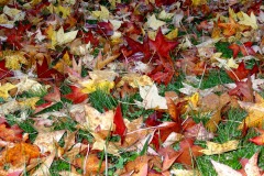 2020_11_16-Picod_5