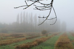 IMG_1874