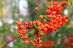 IMG_1889