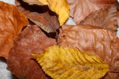 IMG_1917