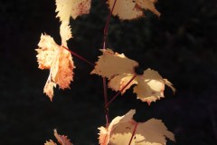 IMG_1418-2