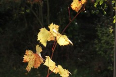 IMG_1424-3