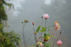 IMG_1486-4