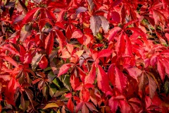 一直紅色