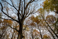 Bois de Chevreuse