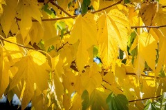 Murier d'automne