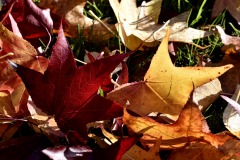 Couleur-automne-®2020-GPC-1