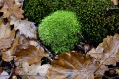 Couleur-automne-®2020-GPC-10