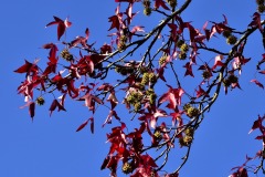 Couleur-automne-®2020-GPC-2