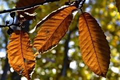 Couleur-automne-®2020-GPC-4