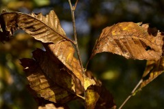 Couleur-automne-®2020-GPC-5