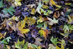 Couleur-automne-®2020-GPC-6