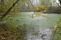 Couleur-automne-®2020-GPC-9